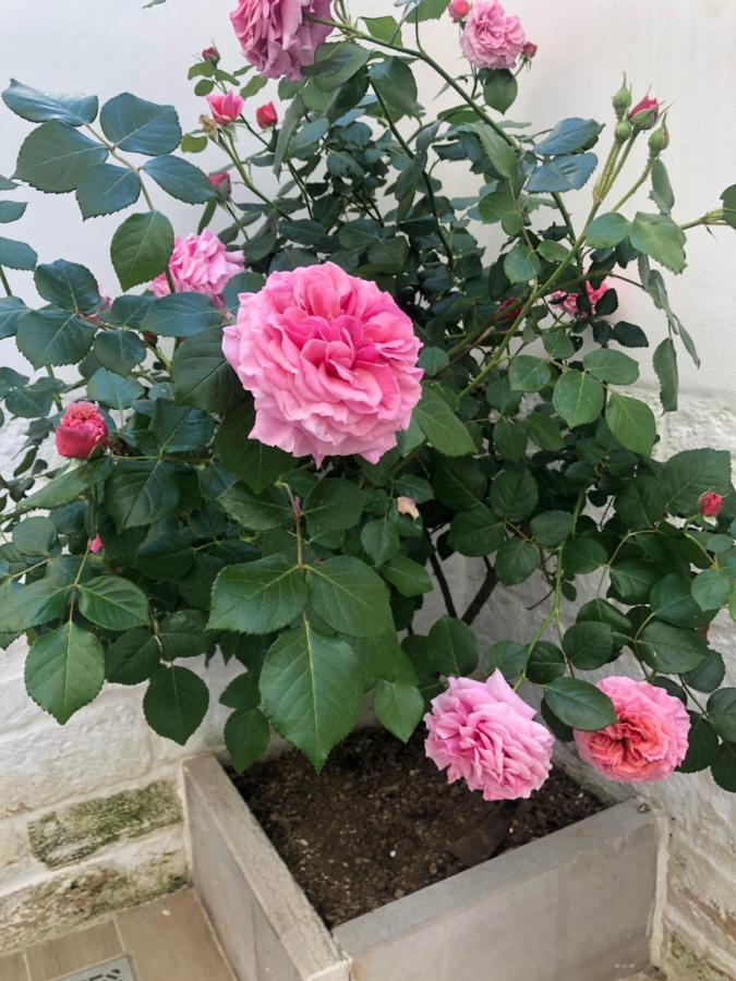 Nido Di Pietra-Dimora In Centro Bed and Breakfast Alberobello Buitenkant foto